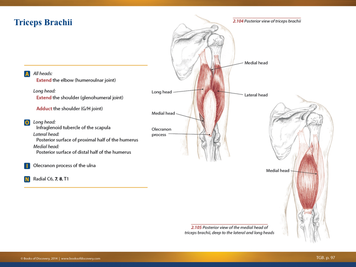 Triceps brachii muscle: heads, anatomy and diagrams