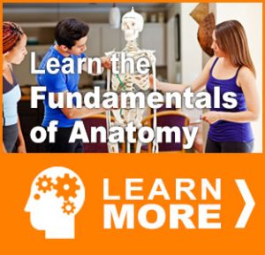 anatomy course