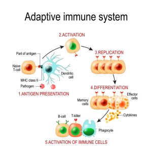 Adaptive Immune System From Antigen Presentation To Activation O