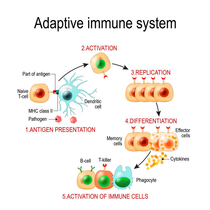 Immune System Biohacks EvidenceBased Approaches to Strengthen the