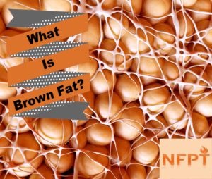 Brown Fat Cells