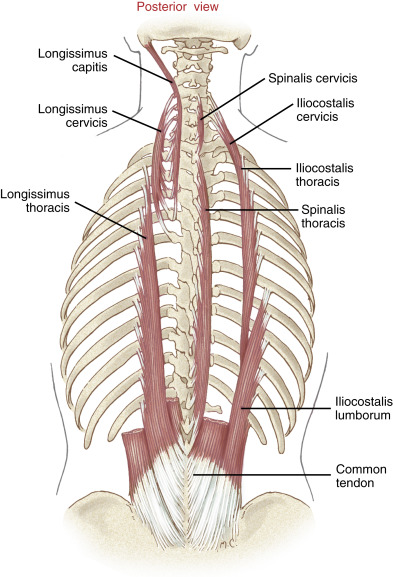 erector spinae