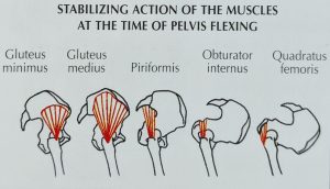 Deep Rotators In Flexion