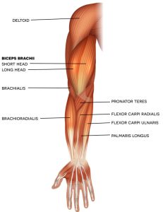 Wrist flexor deals muscles