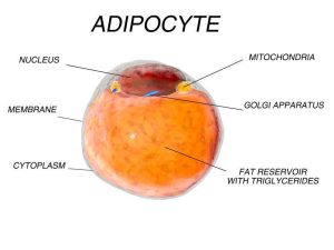 Fat cell from adipose tissue