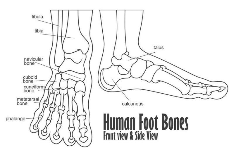 Foot Anatomy