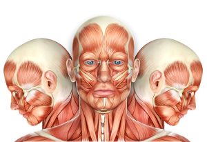 3d Male Face Muscles Anatomy With Side Views