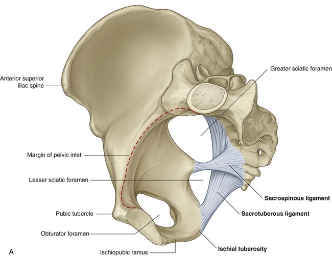 Bones of the pelvic girdle Diagram