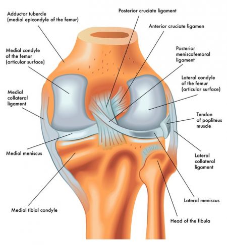 ligaments knee e1523663168327