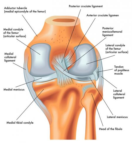 muscle tendons and ligaments