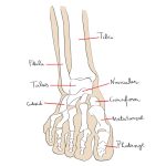 Lower Leg Joint Anatomy