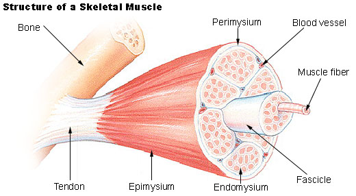 muscle structure