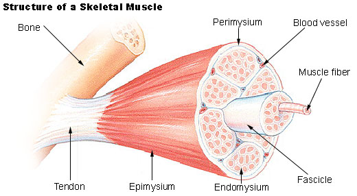 How to Strengthen Tendons and Ligaments With Strength Training