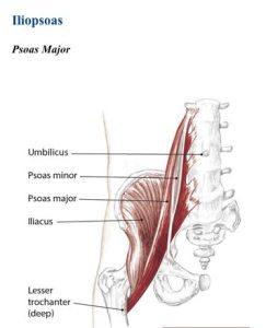 hip flexors