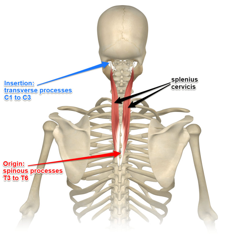 Longus Colli muscle