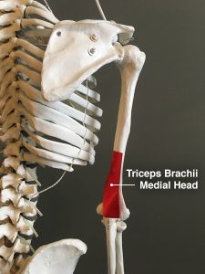 triceps